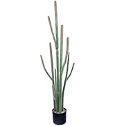 【新品未使用】Nala Cactus all in one Black S 新品】 Nala Cactus all in one Black S カクタスの通販 by